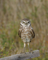 Burrowing Owl on Perch