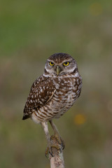 Burrowing Owl on ground