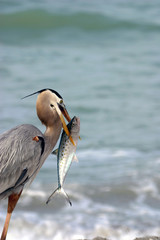 Great Blue Heron with food composed for cover