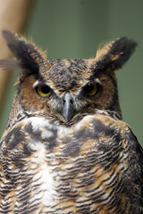 Long-eared Owl