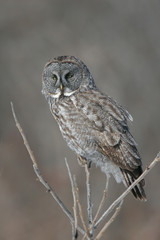 Great Gray owl
