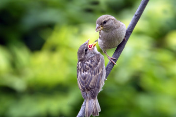 House Sparrow feeding its young