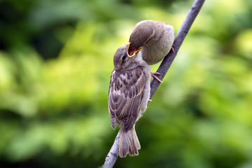 House Sparrow feeding its young