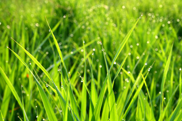grass with dew drops