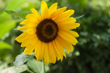 Obraz premium sunflower