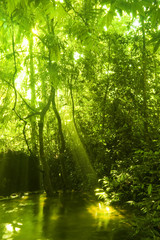 Fototapeta na wymiar Zielony las i strumień.
