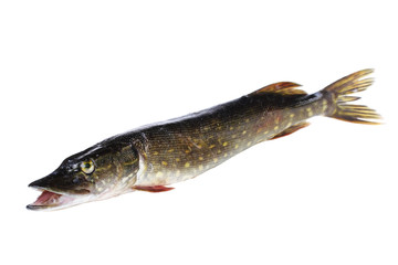 Raw pike