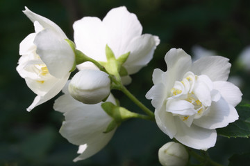 Obraz na płótnie Canvas Jasmine kwiat