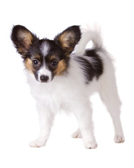 Puppy papillon