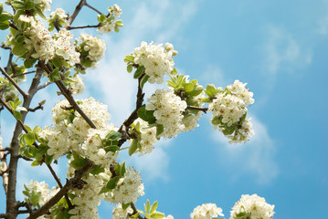 White apple-tree flowers