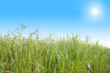 Green grass with blue sunny sky