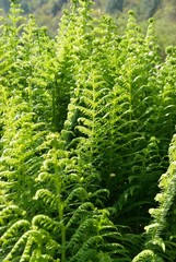 Young green fern