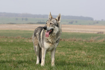 chien loup tchèque debout immobile langue pendante