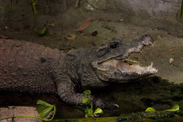 aligator