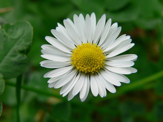 Obraz premium paquerette