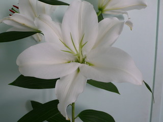 Obraz premium fleurs