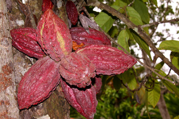 grappe de cabosses de cacao