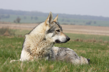 chien loup tchèque couché tête tournée dans l'herbe - calme