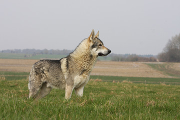 le chien loup tchèque se tient fièrement debout dans l'herbe