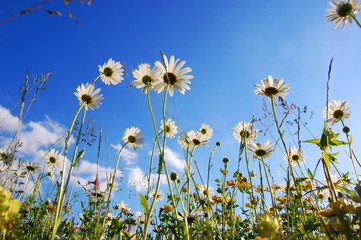 Fototapeta na wymiar daisy flower from below with blue sky