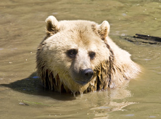 Fototapeta premium European brown bear