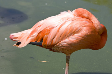flamigo asleep