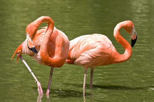 two flamingos