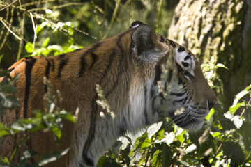 tiger walking through grass