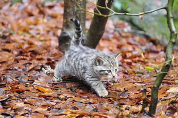 Wildkatze