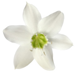 Fototapeta na wymiar fleur blanche sur fond blanc