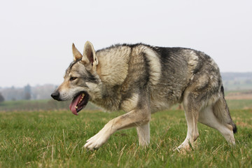 chien loup tchèque marchant de profil dans l'herbe -loup © Dogs