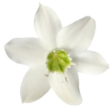 Fototapeta fleur blanche sur fond blanc