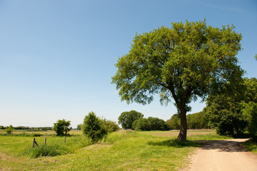 Dutch landscape