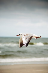Seagulls at the Baltic sea.