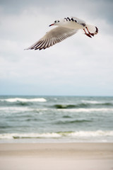 Seagulls at the Baltic sea.