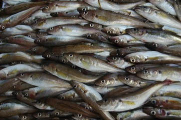 Obraz premium meeresfische aus dem schwarzen meer