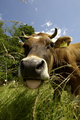 Lustige Kuh mit Zunge