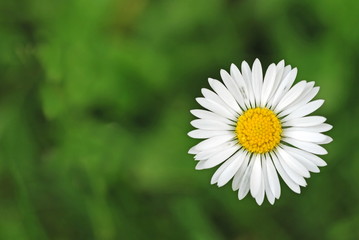 Obraz premium Grass with white daisy