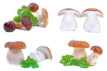 Edible Mushrooms1