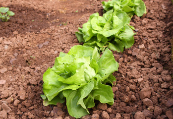 Grüner Salat,Garten