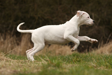 jeune dogue argentin en plein saut dans l'herbe - dynamique