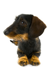 Dachshund
