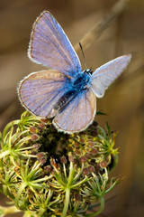 Butterfly sitting on a flower in spring