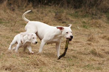cmaman dogue d'Argentine et son bébé jouant avec bâton