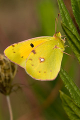 Butterfly sitting on a flower in spring