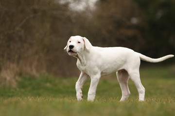 jeune dogo argentino aboyant de profil dans la nature