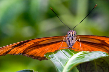 Butterfly sitting on a flower in spring
