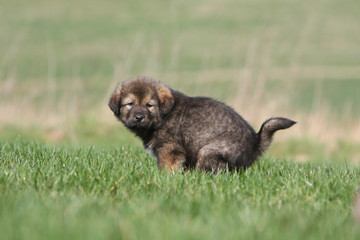 chiot dogue du tibet faisant ses besoins dans l'herbe-caca