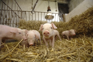 Kleine Ferkel