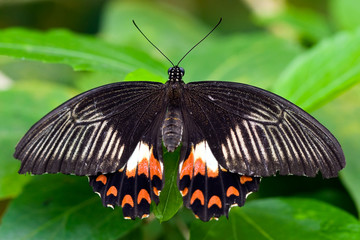 Butterfly sitting on a flower in spring